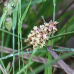 Lomandra (genus) at Yackandandah, VIC - 30 Oct 2022 08:10 AM
