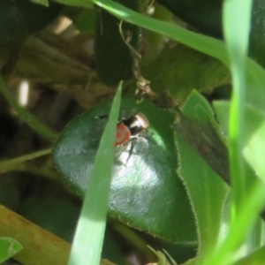 Maratus pavonis at Flynn, ACT - suppressed