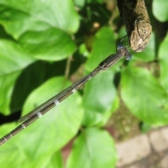 Austrolestes leda at Flynn, ACT - 30 Oct 2022