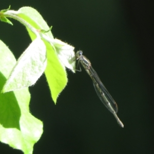 Austrolestes leda at Flynn, ACT - 30 Oct 2022