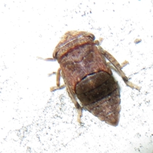 Smicrocotis sp. (genus) at Flynn, ACT - 30 Oct 2022