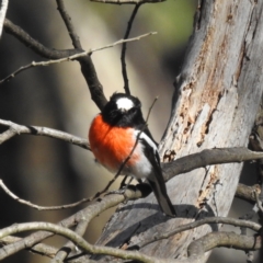 Petroica boodang (Scarlet Robin) at Cotter River, ACT - 30 Oct 2022 by HelenCross