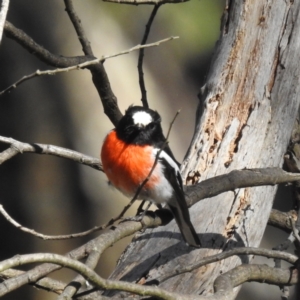 Petroica boodang at Cotter River, ACT - 30 Oct 2022