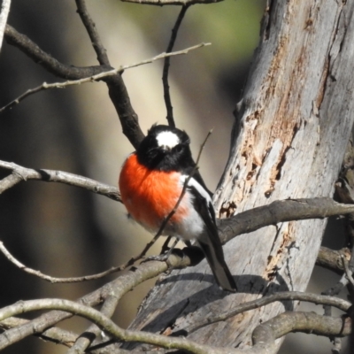 Petroica boodang (Scarlet Robin) at Cotter River, ACT - 29 Oct 2022 by HelenCross