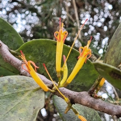 Dendrophthoe vitellina (Long-flower Mistletoe) at Nambucca Heads, NSW - 30 Oct 2022 by trevorpreston