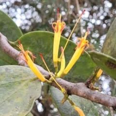 Dendrophthoe vitellina at Nambucca Heads, NSW - 30 Oct 2022