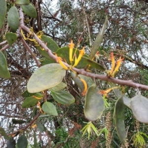 Dendrophthoe vitellina at Nambucca Heads, NSW - 30 Oct 2022