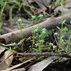 Unidentified Other Wildflower or Herb at Yackandandah, VIC - 29 Oct 2022 by KylieWaldon