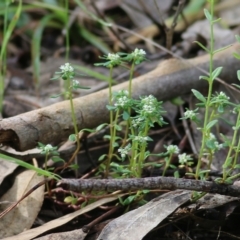 Unidentified Other Wildflower or Herb (TBC) at Yackandandah, VIC - 29 Oct 2022 by KylieWaldon