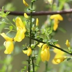 Cytisus scoparius subsp. scoparius (Scotch Broom, Broom, English Broom) at Yackandandah, VIC - 30 Oct 2022 by KylieWaldon