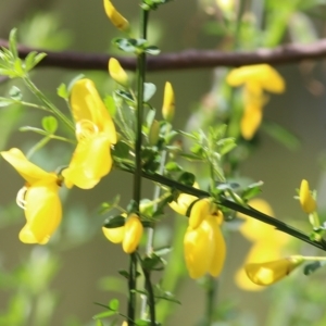 Spartium junceum (TBC) at suppressed by KylieWaldon