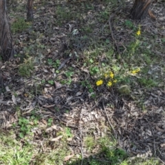 Hibbertia obtusifolia (Grey Guinea-flower) at Forde, ACT - 29 Oct 2022 by KaleenBruce