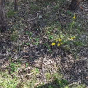 Hibbertia obtusifolia at Forde, ACT - 29 Oct 2022