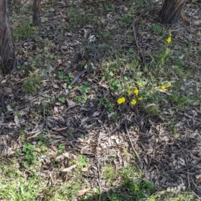 Hibbertia obtusifolia (Grey Guinea-flower) at Forde, ACT - 29 Oct 2022 by KaleenBruce