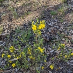 Hibbertia obtusifolia (Grey Guinea-flower) at Forde, ACT - 29 Oct 2022 by KaleenBruce