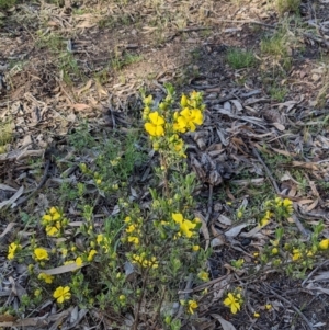 Hibbertia obtusifolia at Forde, ACT - 29 Oct 2022 04:55 PM