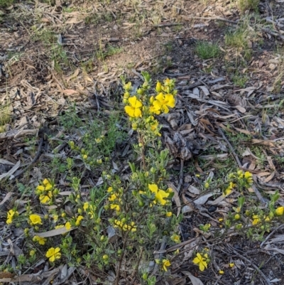 Hibbertia obtusifolia (Grey Guinea-flower) at Mulligans Flat - 29 Oct 2022 by KaleenBruce