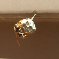 Polistes (Polistella) humilis (Common Paper Wasp) at Isaacs, ACT - 30 Oct 2018 by Mike