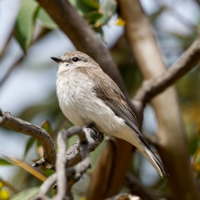 Microeca fascinans (Jacky Winter) at Namadgi National Park - 30 Oct 2022 by JohnHurrell