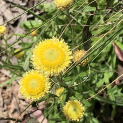 Coronidium scorpioides (Button Everlasting) at Bruce Ridge to Gossan Hill - 29 Oct 2022 by goyenjudy