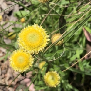 Coronidium scorpioides at Bruce, ACT - 30 Oct 2022