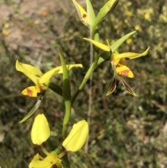 Diuris sulphurea (Tiger Orchid) at Bruce, ACT - 30 Oct 2022 by goyenjudy