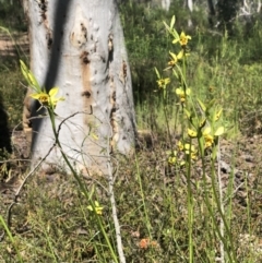 Diuris sulphurea at Bruce, ACT - suppressed