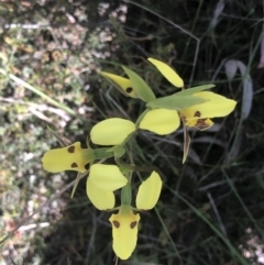 Diuris sulphurea at Bruce, ACT - 30 Oct 2022