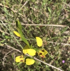 Diuris sulphurea at Bruce, ACT - 30 Oct 2022