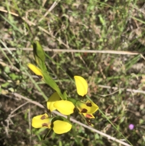 Diuris sulphurea at Bruce, ACT - suppressed