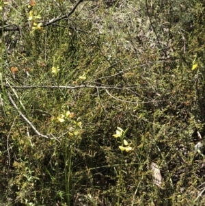 Diuris sulphurea at Bruce, ACT - suppressed