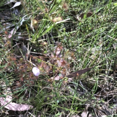 Drosera auriculata (Tall Sundew) at Bruce Ridge to Gossan Hill - 29 Oct 2022 by goyenjudy