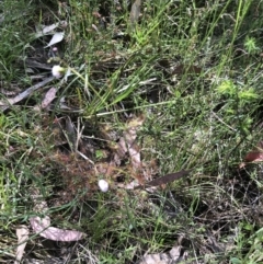 Drosera auriculata at Bruce, ACT - 30 Oct 2022