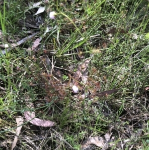 Drosera auriculata at Bruce, ACT - 30 Oct 2022