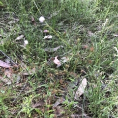 Drosera auriculata at Bruce, ACT - 30 Oct 2022