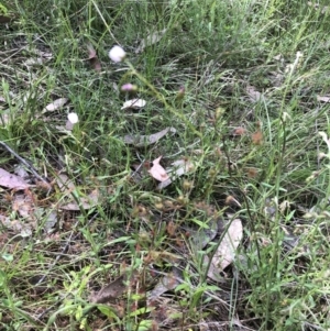 Drosera auriculata at Bruce, ACT - 30 Oct 2022 10:31 AM