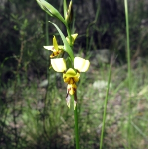 Diuris sulphurea at Hawker, ACT - suppressed