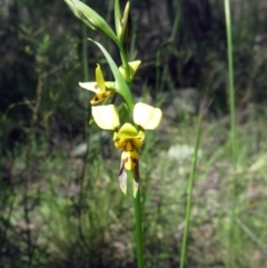Diuris sulphurea (Tiger Orchid) at Hawker, ACT - 30 Oct 2022 by sangio7