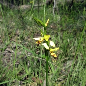 Diuris sulphurea at Hawker, ACT - suppressed