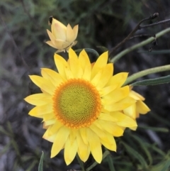 Xerochrysum viscosum (Sticky Everlasting) at Bruce, ACT - 30 Oct 2022 by goyenjudy