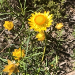 Xerochrysum viscosum at Bruce, ACT - 30 Oct 2022 10:13 AM