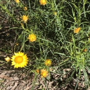 Xerochrysum viscosum at Bruce, ACT - 30 Oct 2022