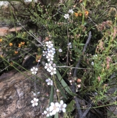 Gaudium multicaule (Teatree) at Bruce Ridge to Gossan Hill - 29 Oct 2022 by goyenjudy