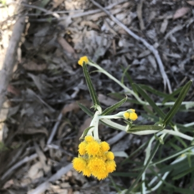 Chrysocephalum apiculatum (Common Everlasting) at Bruce Ridge to Gossan Hill - 29 Oct 2022 by goyenjudy