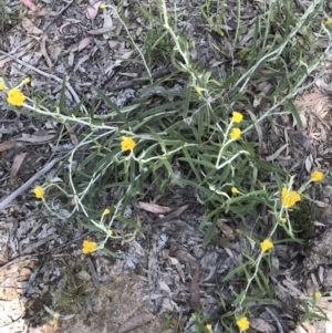 Chrysocephalum apiculatum at Bruce, ACT - 30 Oct 2022 10:15 AM