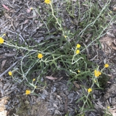 Chrysocephalum apiculatum at Bruce, ACT - 30 Oct 2022 10:15 AM