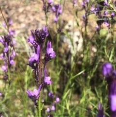 Linaria pelisseriana (Pelisser's Toadflax) at Bruce, ACT - 30 Oct 2022 by goyenjudy