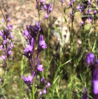 Linaria pelisseriana (Pelisser's Toadflax) at Bruce, ACT - 30 Oct 2022 by goyenjudy