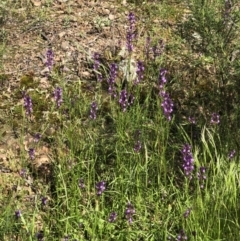 Linaria pelisseriana at Bruce, ACT - 30 Oct 2022 09:45 AM