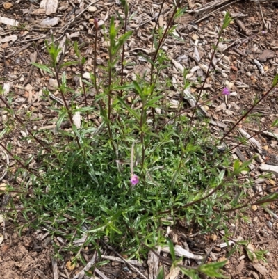 Epilobium billardiereanum subsp. cinereum (Hairy Willow Herb) at Hackett, ACT - 30 Oct 2022 by waltraud